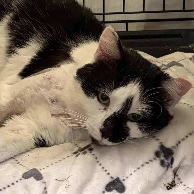 Moocifur thumbnail 3