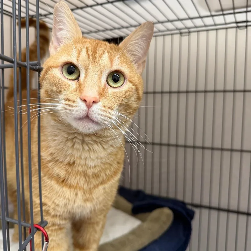 Nutty Professor thumbnail 2