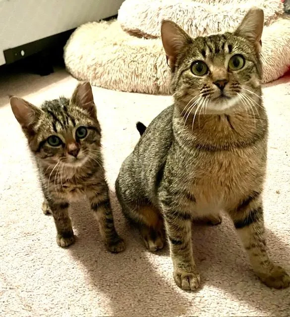 Squeaky Bonded With Tiny