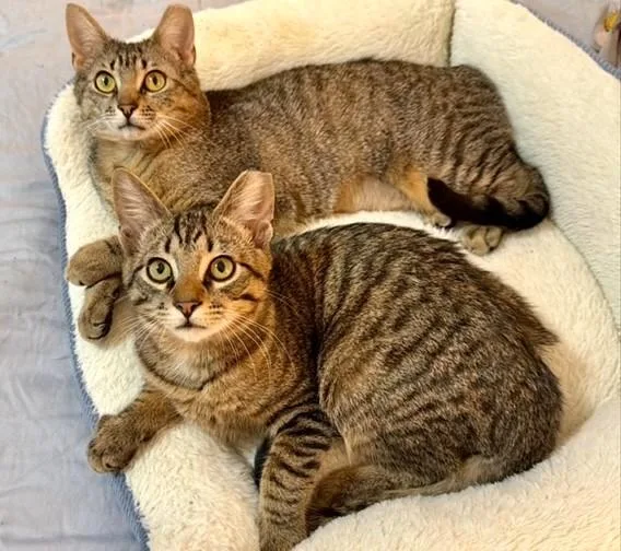 Squeaky Bonded With Tiny thumbnail 3