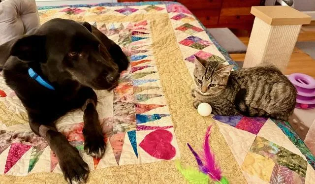 Tiny Bonded With Squeaky thumbnail 2