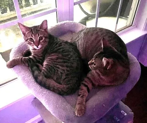 Tiny Bonded With Squeaky thumbnail 4