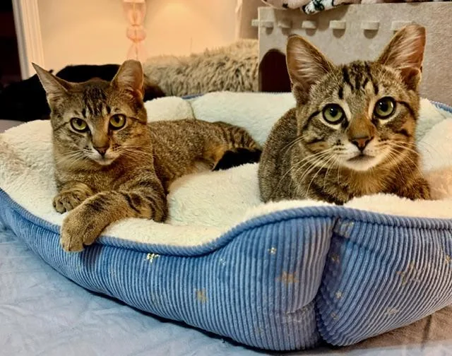 Tiny Bonded With Squeaky thumbnail 5