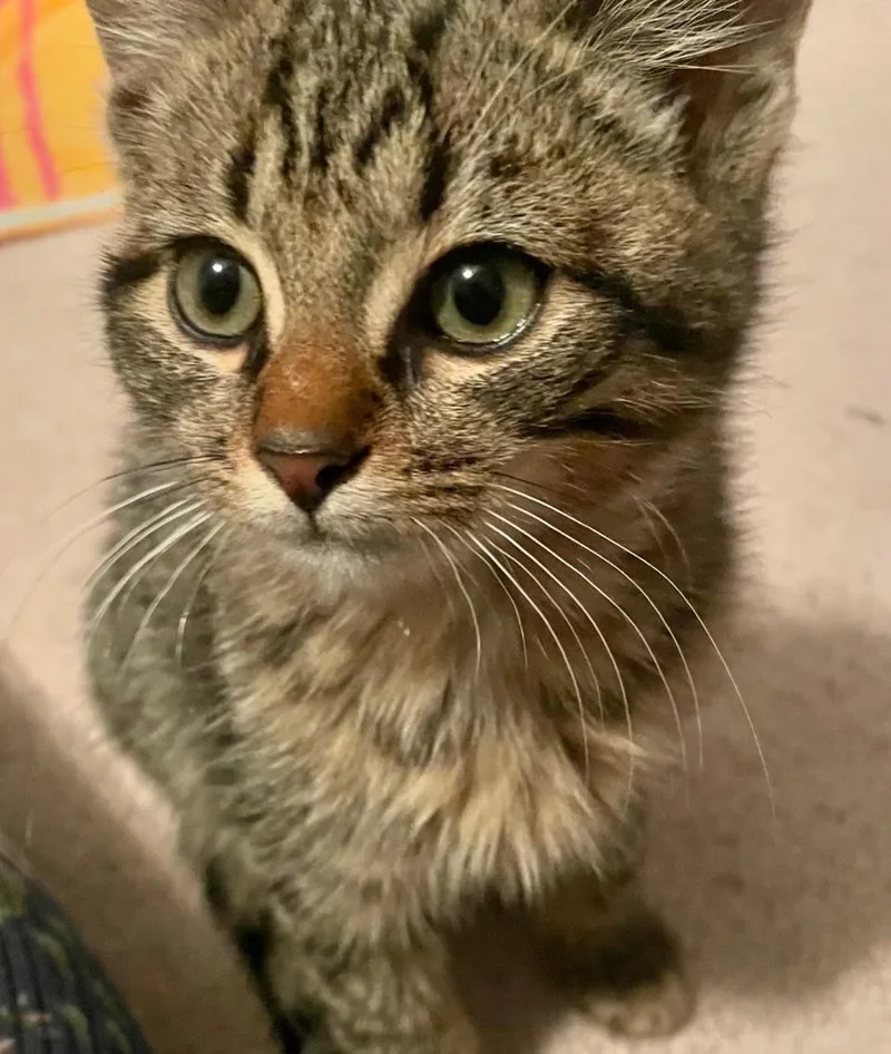 Tiny Bonded With Squeaky