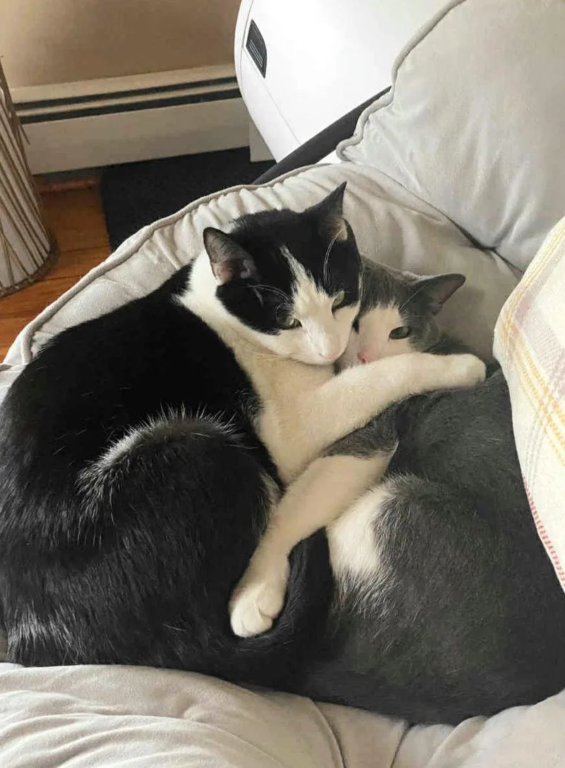 Abu & Oba Os thumbnail 2