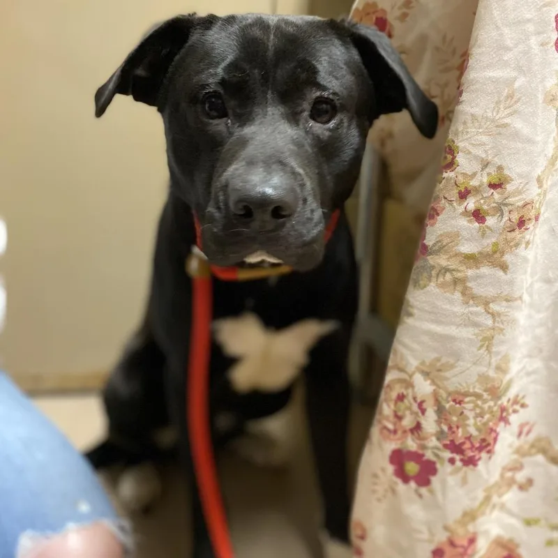 Andromeda thumbnail 2