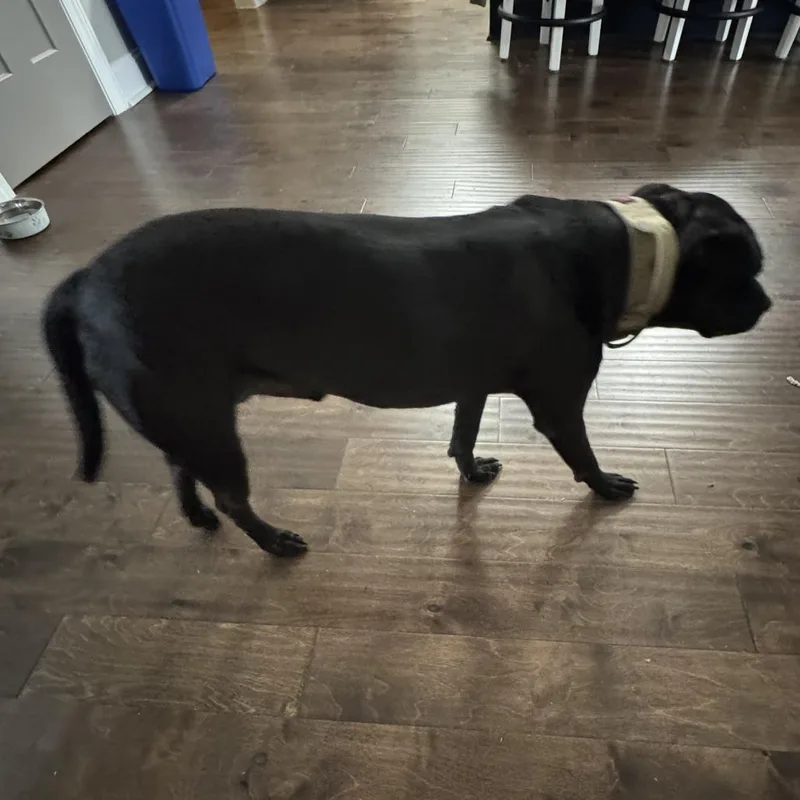 Guinness thumbnail 3