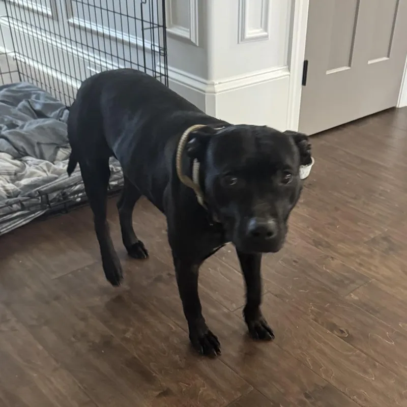 Guinness thumbnail 6