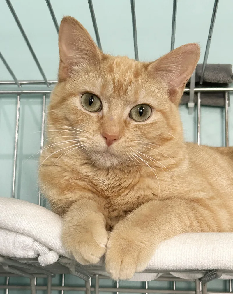 A young medium-sized female Tabby (Orange / Red) Tabby cat named Janie for adoption in Parkville, MO