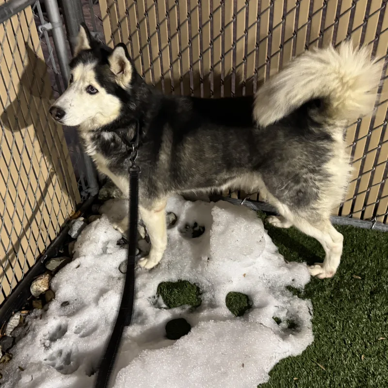 Meet Sophie  Beautiful thumbnail 3