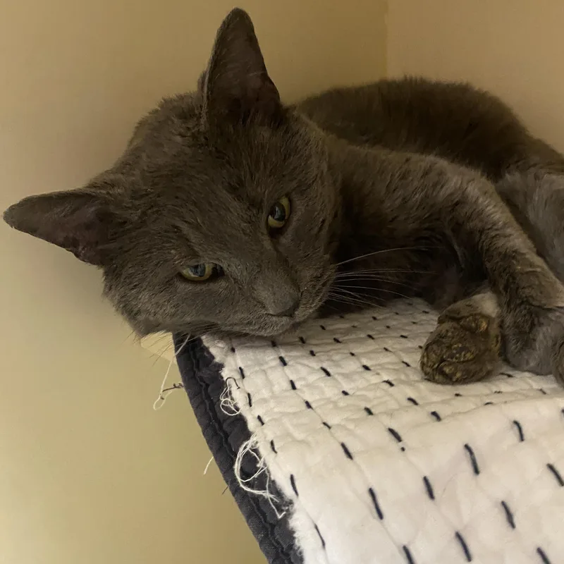 Donkey Kong thumbnail 2