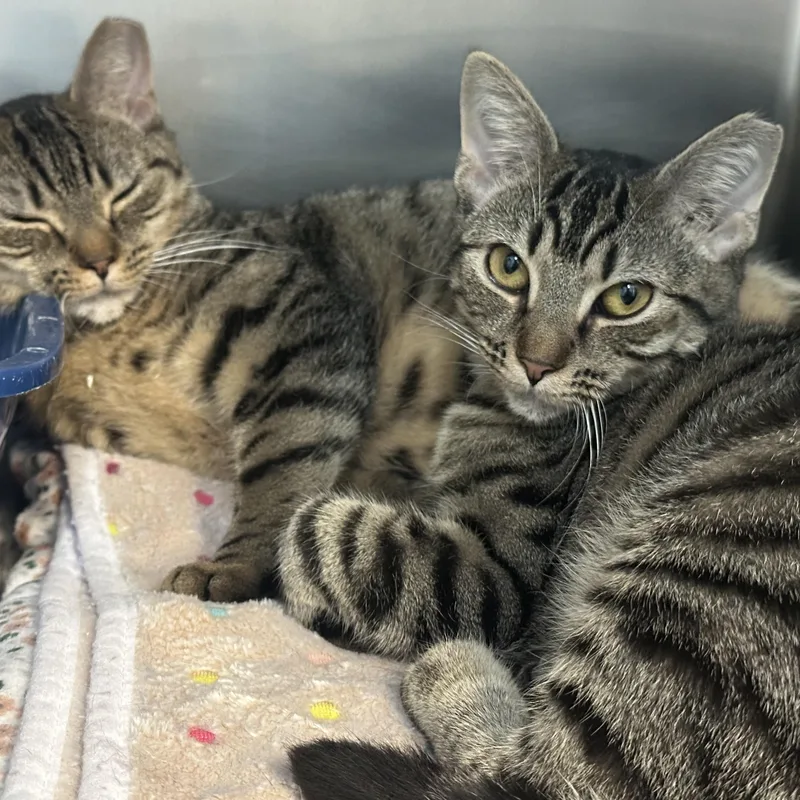 Sisters Waiting For A thumbnail 4