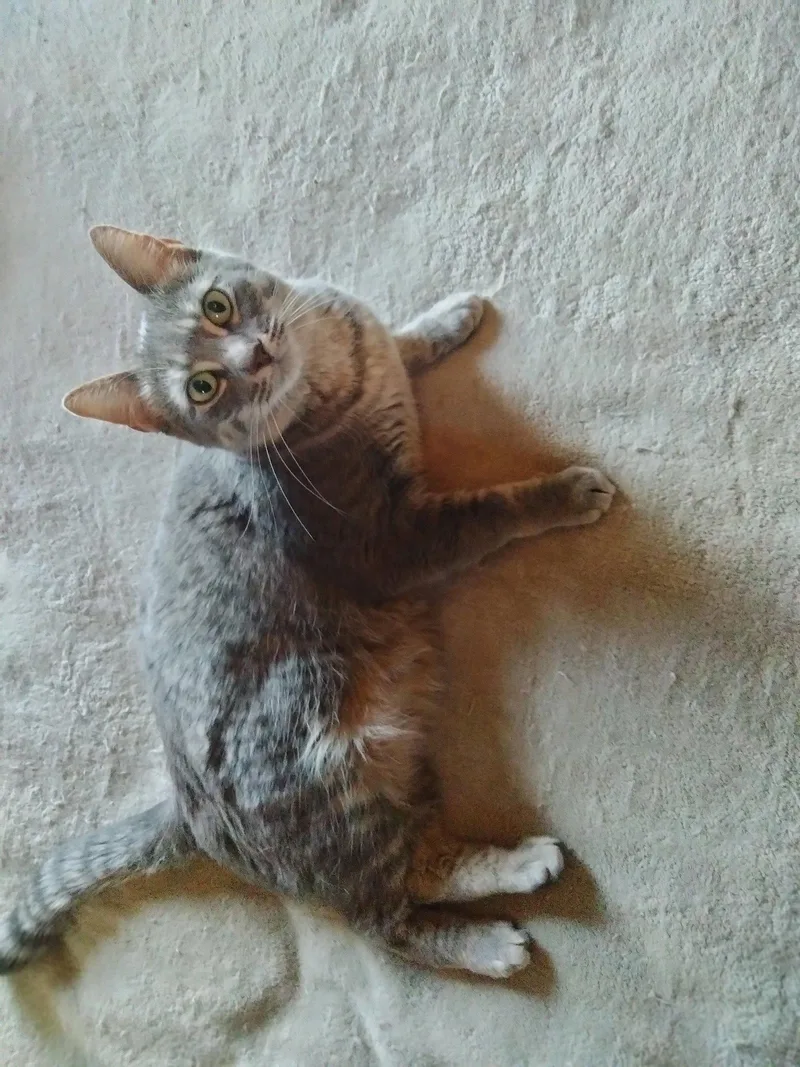 Slatey Pearl thumbnail 2