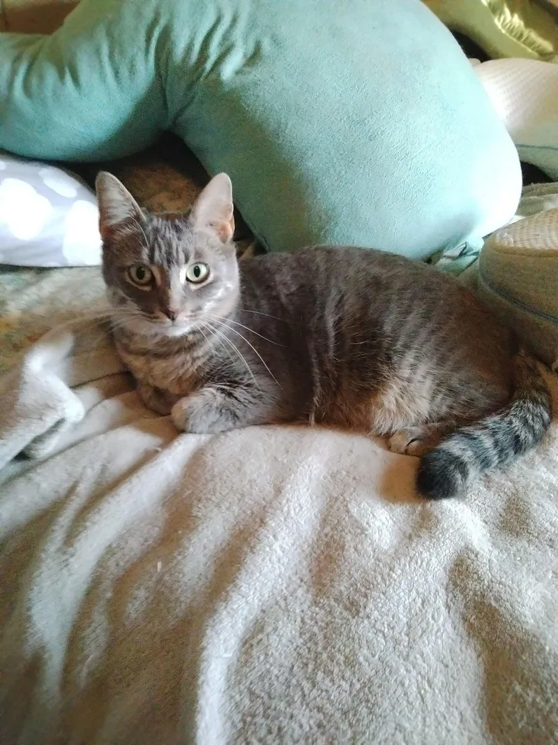 Slatey Pearl thumbnail 3