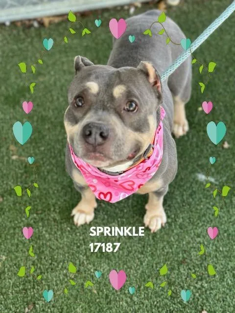 Sprinkle thumbnail 2