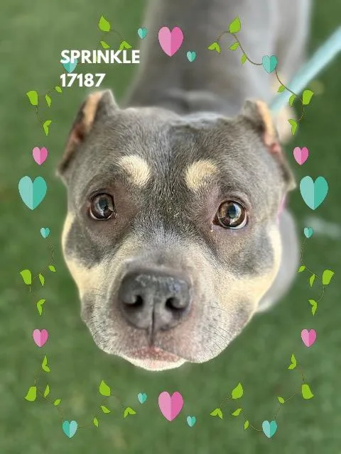 Sprinkle thumbnail 3