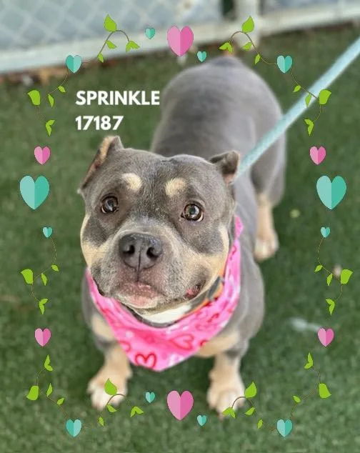 Sprinkle thumbnail 4