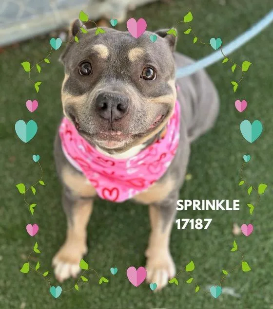 Sprinkle thumbnail 5