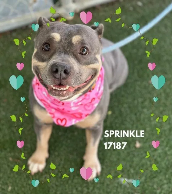 Sprinkle thumbnail 6