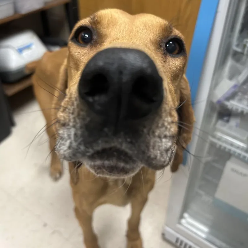 Casanova thumbnail 2