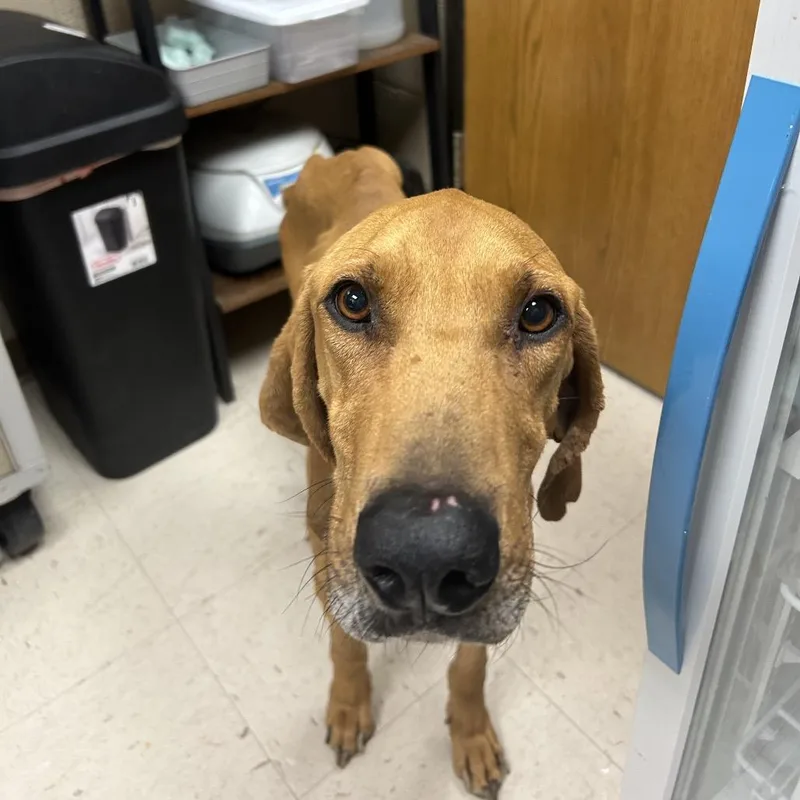 Casanova thumbnail 3