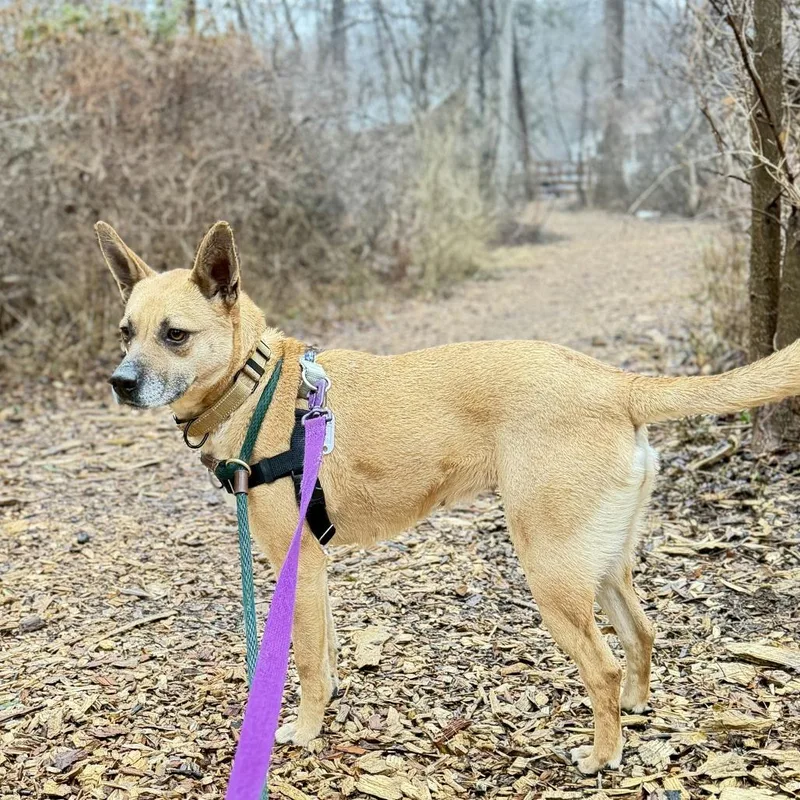 Chitlins thumbnail 3