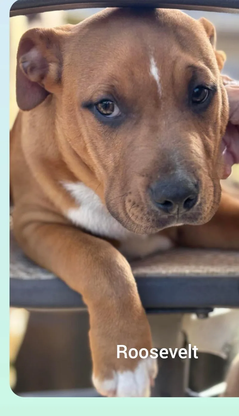 Rooseveltorlando   Fl thumbnail 3