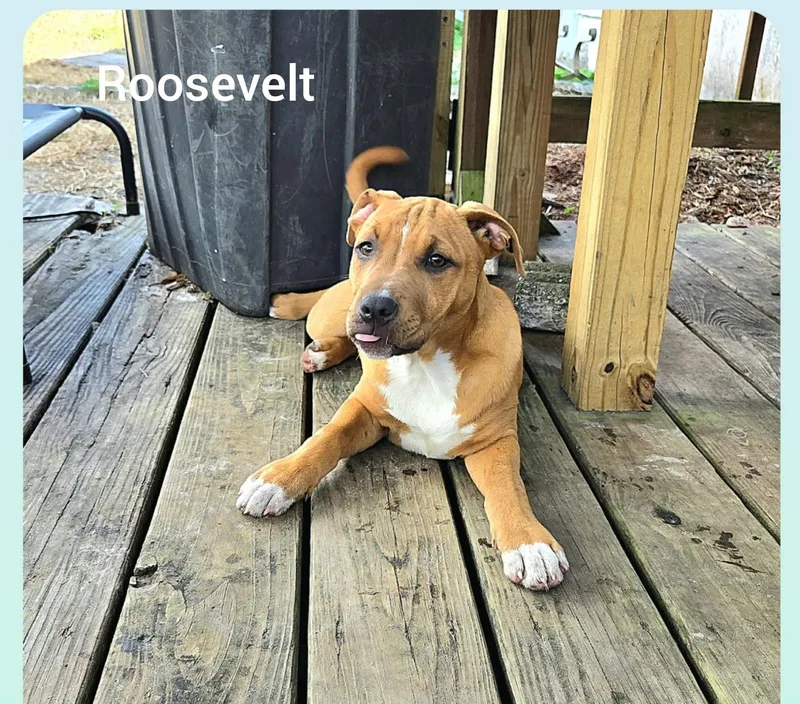 Rooseveltorlando   Fl thumbnail 4