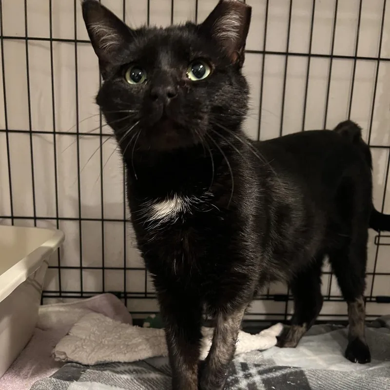 Tony  Toes thumbnail 2