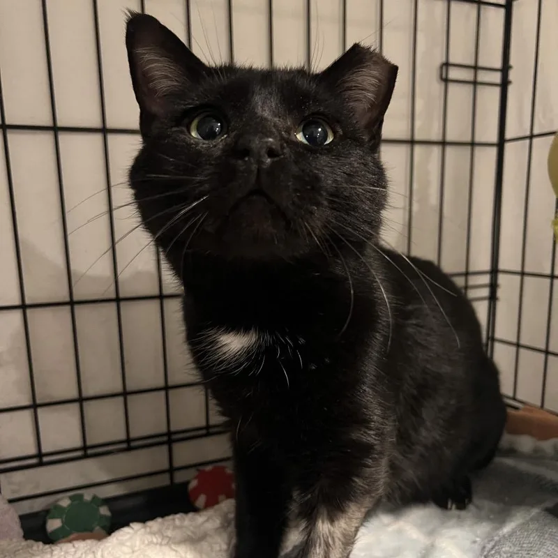 Tony  Toes thumbnail 3