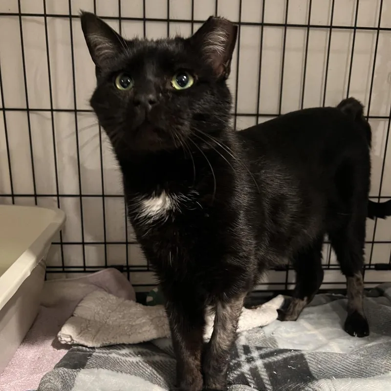 Tony  Toes thumbnail 4