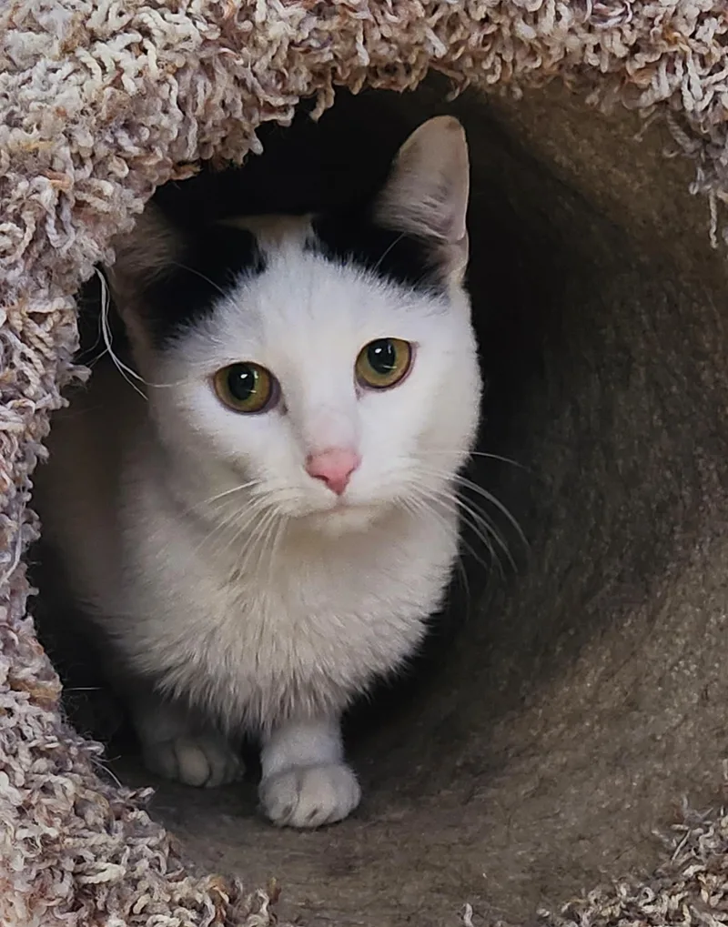 Yukon Potatoes thumbnail 2