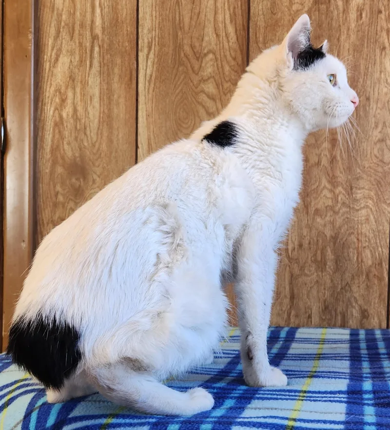 Yukon Potatoes thumbnail 3