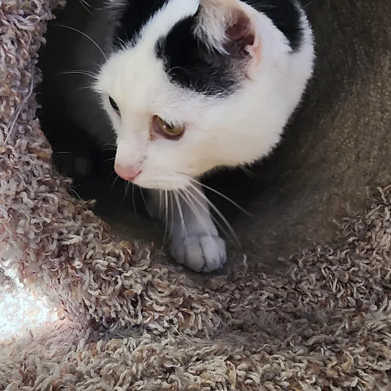 Yukon Potatoes thumbnail 4