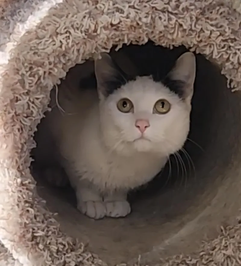 Yukon Potatoes thumbnail 5