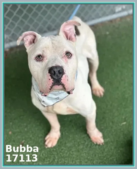 Bubbaspike thumbnail 3