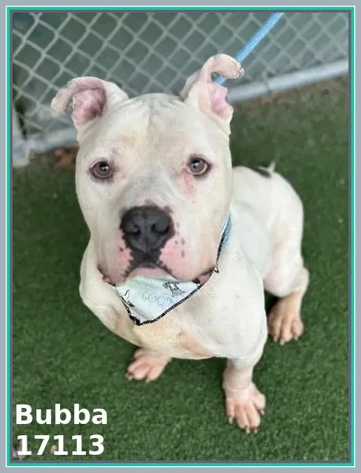Bubbaspike thumbnail 5
