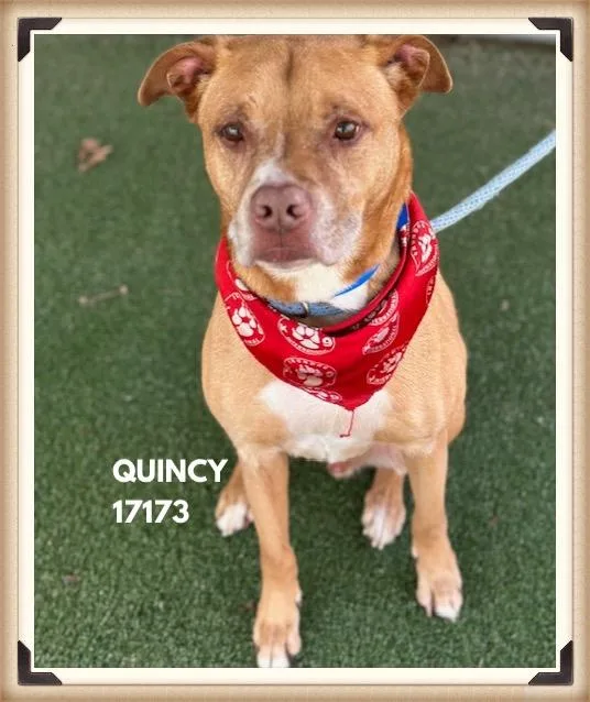 Quincy