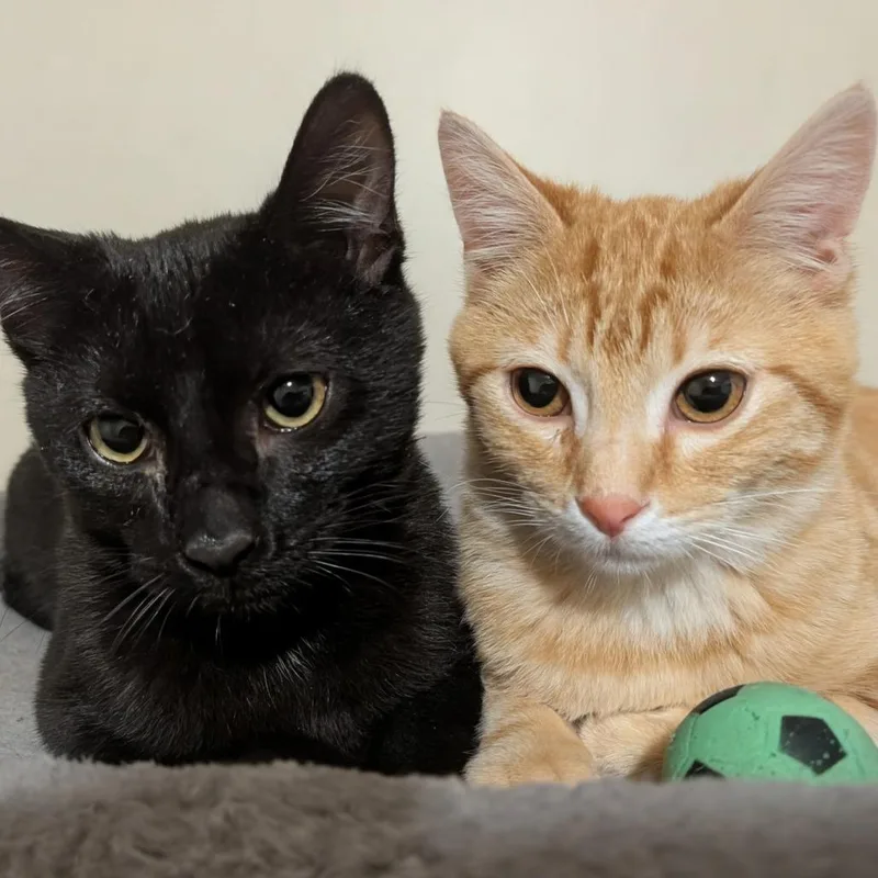 Mayor Mike thumbnail 2