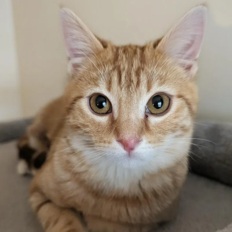 Mayor Mike thumbnail 3