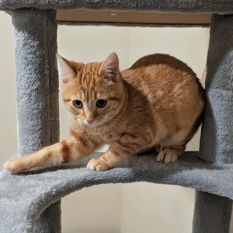 Mayor Mike thumbnail 4