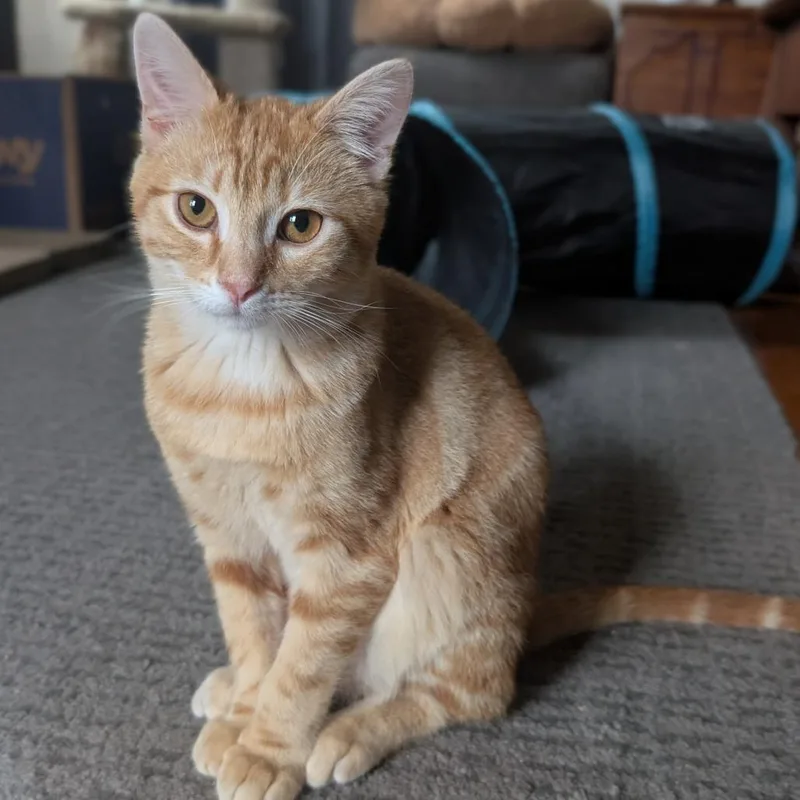 Mayor Mike thumbnail 6