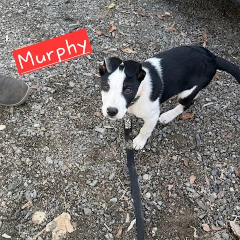Murphy thumbnail 2