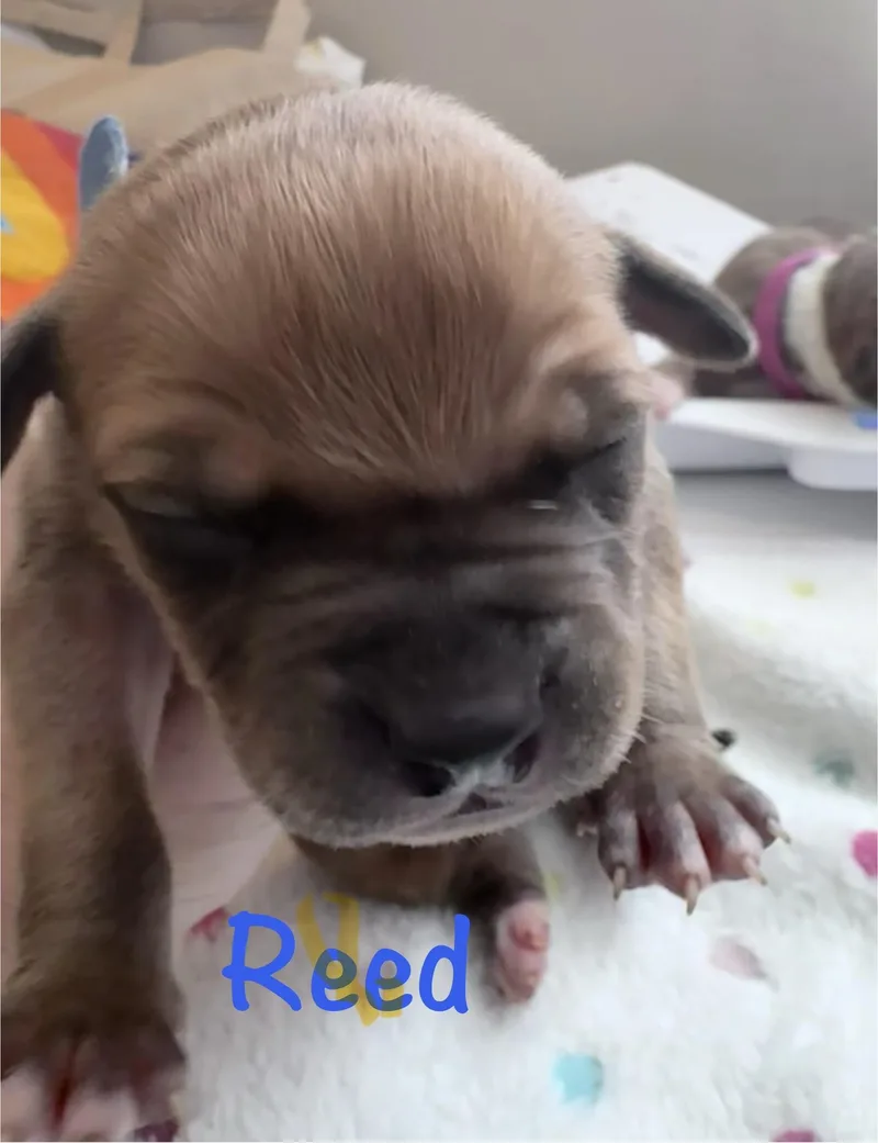 Reed thumbnail 3