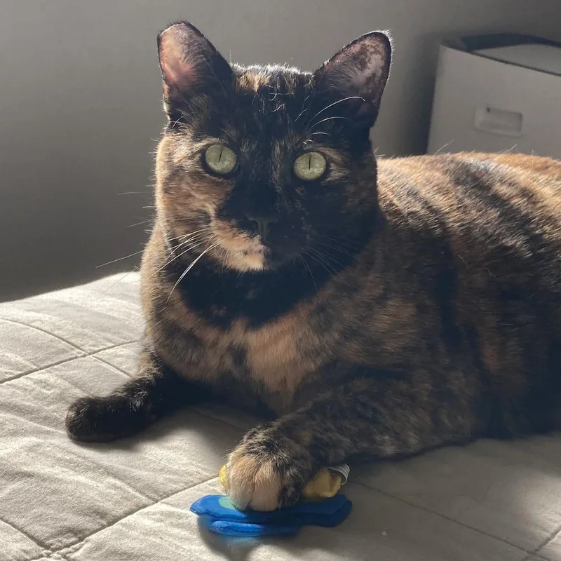 Cookie Lou thumbnail 2