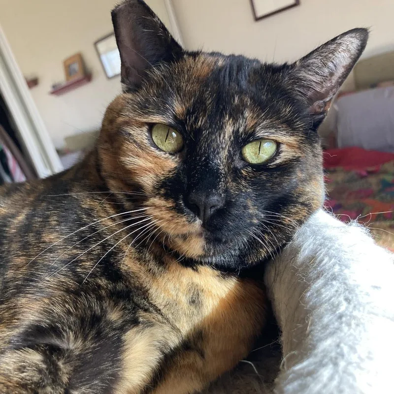 Cookie Lou thumbnail 3