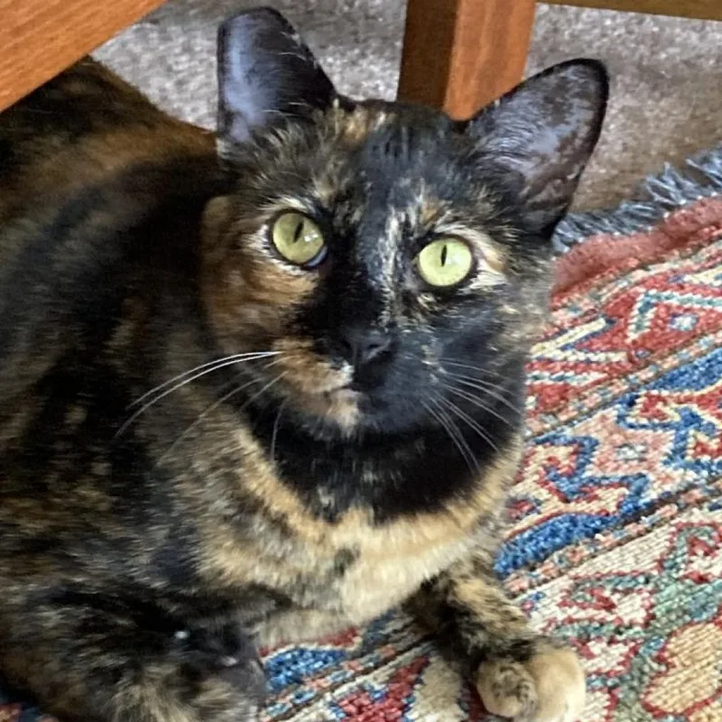 Cookie Lou thumbnail 5