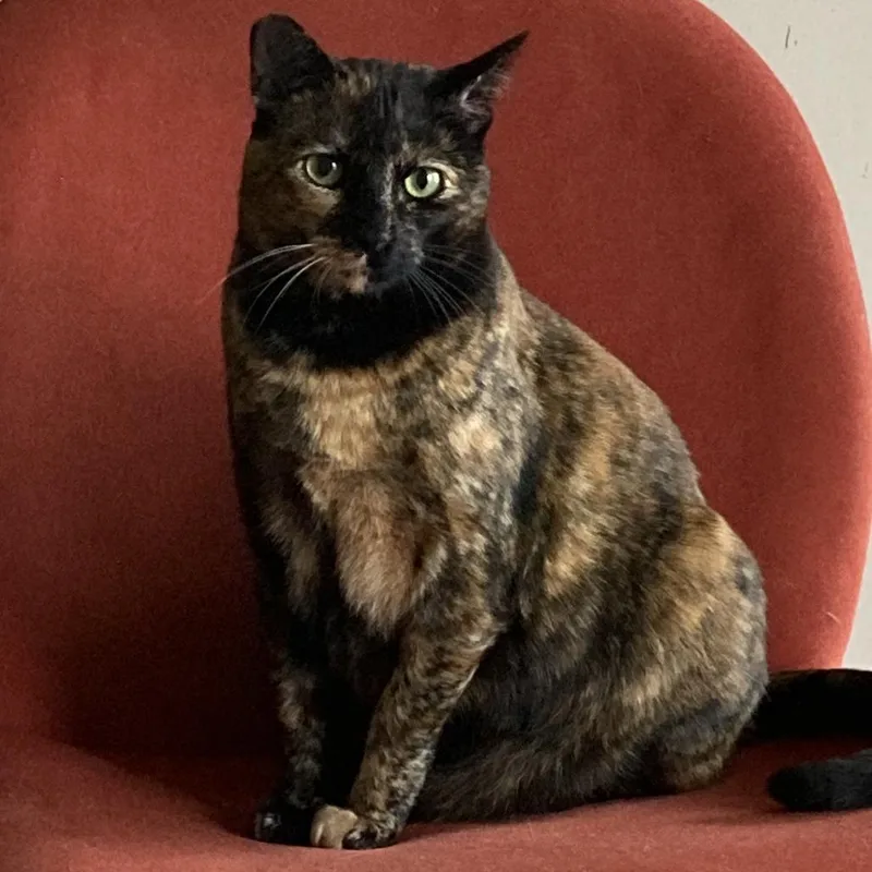 Cookie Lou thumbnail 6