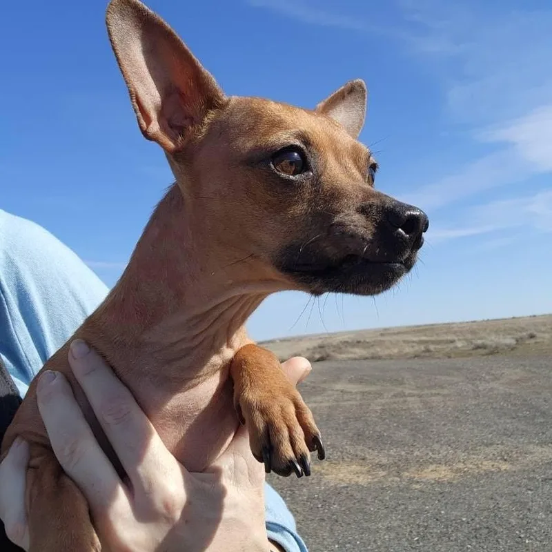 Wrangler thumbnail 2