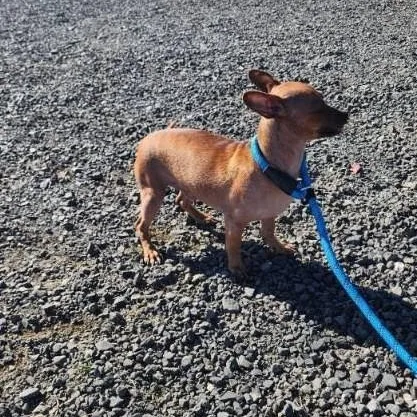 Wrangler thumbnail 3